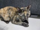 Kittens for Kind Home