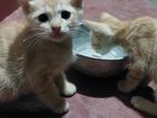 Kittens for Kind Home