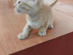 Kittens for Kind Home