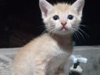 Kittens for Kind Home