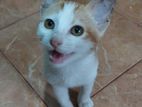 Kitten for Kind Home