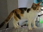 Cat for Kind Home