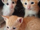 Cat for Kind Home