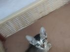 Kitten for A Kind Home