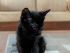 Kitten for Kind Home