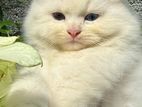 Persian Kitten