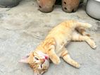 Kittens for Kind Home