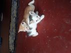 Kitten for Kind Home