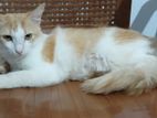 Kitten Male for Kind Home