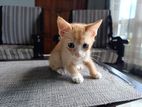 Kitten Male for Kind Home