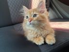 Mix Persian Kitten
