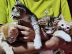 Kitten for Kind Home