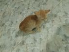 Kitten for Kind Home