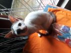 Cat for Kind Home