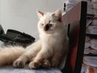 Persian Kitten