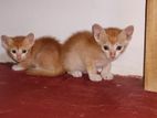 Kittens for Kind Home