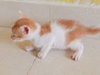 Kittens for Kind Home