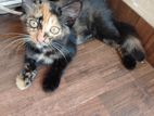 Cat for Kind Home
