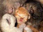 Persian Kittens