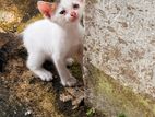 Kittens for Kind Home