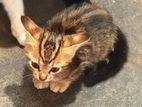 Kittens for Kind Home