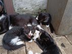 Kittens for Kind Home