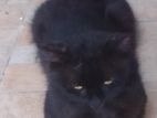 Black Persian Kittens