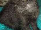 Black Persian Kittens