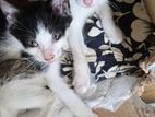 Kittens for Kind Home