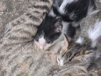 Kittens Cat for A Kind Home