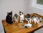 Kittens for Kind Home
