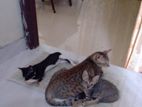 Kittens Cats for adoption