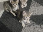 Kittens for A Kind Home