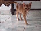 Kittens for Kind Home