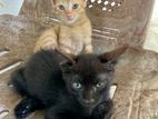 Kittens for A Kind Home