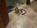 Kittens for a Kind Home