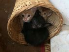 Kittens for A Kind Home