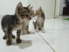 Kittens for A Kind Home