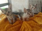 Kittens for Kind Home