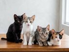 Kittens for a Kind Home
