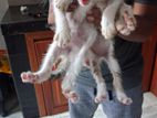 Kittens for A Kind Home