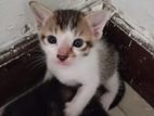 Kittens for Kind Home