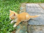 Kittens for A Kind Home