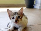 Kittens for Kind Home