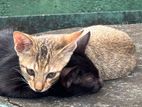 Kittens for A Kind Home