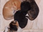 Kittens for a Kind Home