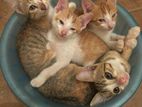 Kittens for A Kind Home