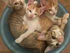 Kittens for A Kind Home