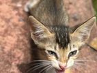 Kittens for Kind Home