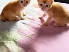 Kittens for A Kind Home